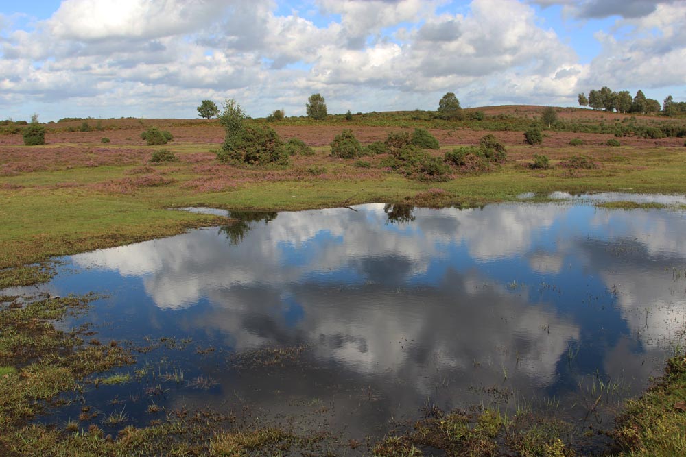 White Moor Near Lyndhurst New Forest Beautiful England Photos